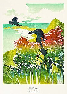 Currawongs Lord Howe Island