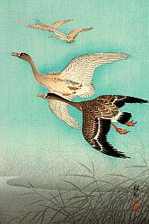Biography Koson Ohara 1877-1945
