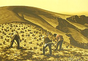 Dig Potatoes