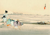 Women in a Rice Field - 