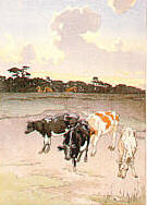 Afternoon in a Pasture