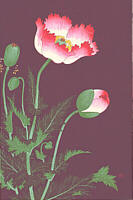 Poppies