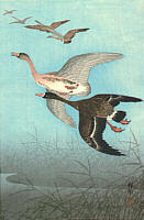 Flying Geese - 