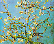 Almond Tree in Bloom