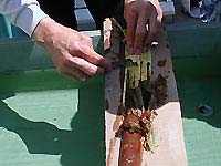 Reduktions-Holzschnitt