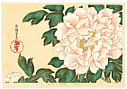 Sotatsu Tawaraya fl. ca. 1600-1643 - Peony - Rimpa School Series - artelino Art Auctions. Sotatsu Tawaraya fl. ca. 1600-1643 - Peony - Rimpa School Series