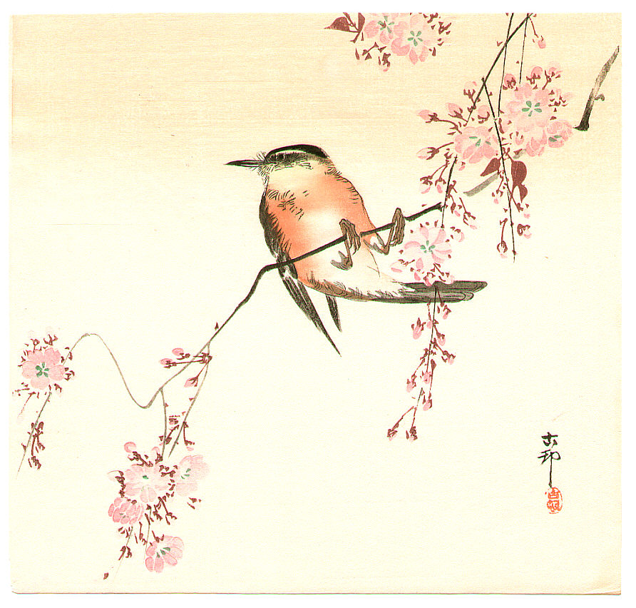 小原古邨: Orange Bird and Cherry Blossom - Artelino - 浮世絵検索