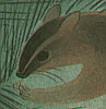 Bakufu Ono 1888-1976 - Squirrel - artelino Art Auctions. Bakufu Ono 1888-1976 - Squirrel