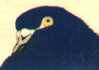 Bairei Kono 1844-1895 - Blue Pigeons - artelino Art Auctions. Bairei Kono 1844-1895 - Blue Pigeons
