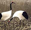 Hao Boyi born 1938 - Zhalong Crane Hometown