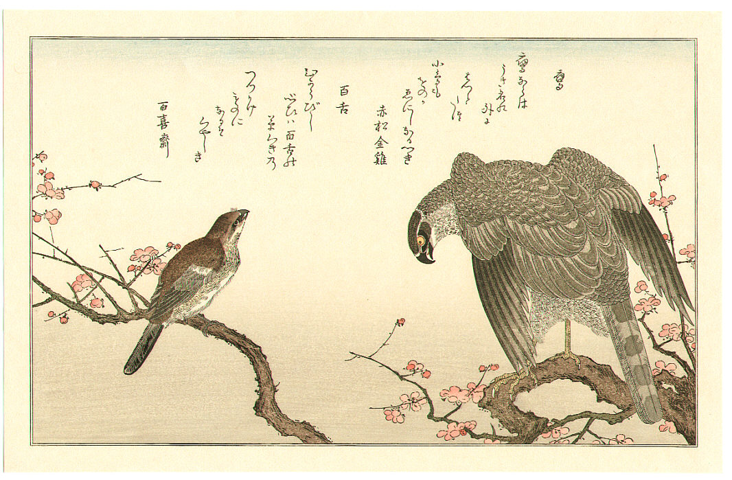 喜多川歌麿: Falcon (Taka), from the album Momo chidori kyôka awase 