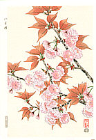 Nisaburo Ito 1910-1988 - Double Cherry Blossoms - artelino Art Auctions. Nisaburo Ito 1910-1988 - Double Cherry Blossoms