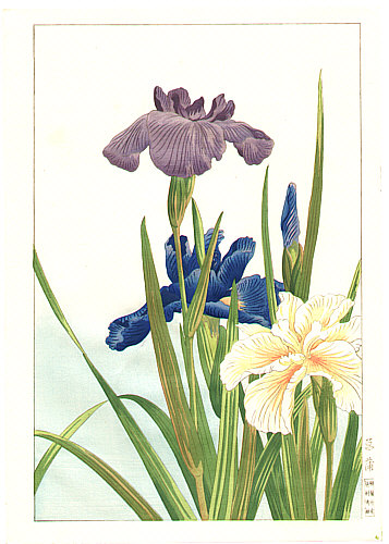 Hodo Nishimura active 1930s - Iris - artelino Art Auctions. Hodo Nishimura active 1930s - Iris