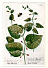 Johann Wilhelm Weinmann - Johann Wilhelm Weinmann 1683-1741 Johann Wilhelm Weinmann - Johann Wilhelm Weinmann 1683-1741