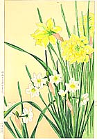Hodo Nishimura active 1930s - Daffodils - artelino Art Auctions. Hodo Nishimura active 1930s - Daffodils