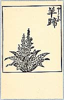 Unichi Hiratsuka 1895-1997 - Flowering Plant - artelino Art Auctions. Unichi Hiratsuka 1895-1997 - Flowering Plant