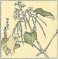 Zeshin Shibata 1807-1891 - Summer Flower - artelino Art Auctions. Zeshin Shibata 1807-1891 - Summer Flower