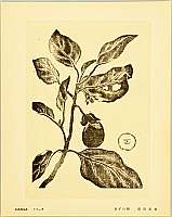 Sakuichi Fukazawa 1896-1947 - Eggplant - Hanga Vol.11 - artelino Art Auctions. Sakuichi Fukazawa 1896-1947 - Eggplant - Hanga Vol.11