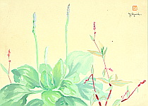 Yoji Oguri active ca. 1950s - Edible Spring Plants - artelino Art Auctions. Yoji Oguri active ca. 1950s - Edible Spring Plants