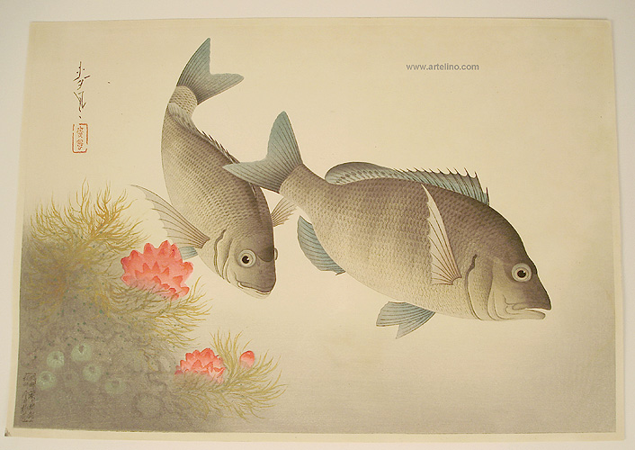 Bakufu Ono 1888-1976 - Black Sea Bream - Pictures of Fish in Japan Vol.3