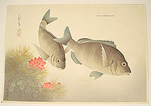 Bakufu Ono 1888-1976 - Black Sea Bream - Pictures of Fish in Japan Vol.3 - artelino Art Auctions. Bakufu Ono 1888-1976 - Black Sea Bream - Pictures of Fish in Japan Vol.3