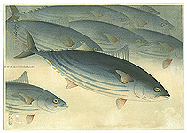 Bakufu Ono 1888-1976 - Bonito - Pictures of Fish in Japan Vol.3 - artelino Art Auctions. Bakufu Ono 1888-1976 - Bonito - Pictures of Fish in Japan Vol.3