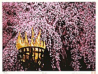 Hideaki Kato born 1954 - Cherry Blossoms at Night - artelino Art Auctions. Hideaki Kato born 1954 - Cherry Blossoms at Night