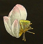 Zhang Biao born 1971 - Flower Age No.5