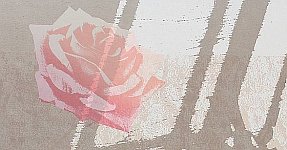Chen Guangyong born 1973 - Shadow Series - Rose