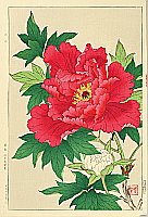 Shodo Kawarazaki 1889-1973 - Peony - artelino Art Auctions. Shodo Kawarazaki 1889-1973 - Peony