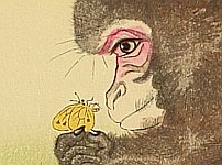 Two Monkeys and Butterflies - Kacho-e By Koson