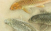 Heihachiro Fukuda 1892-1974 - Carp - artelino Art Auctions. Heihachiro Fukuda 1892-1974 - Carp