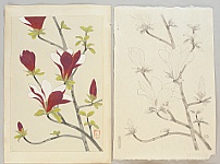 Nisaburo Ito 1910-1988 - Magnolia - Trial proof prints and the original water color painting - artelino Art Auctions. Nisaburo Ito 1910-1988 - Magnolia - Trial proof prints and the original water color painting