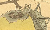 Hokusai Katsushika 1760-1849 - Grasshopper and Persimmon - artelino Art Auctions. Hokusai Katsushika 1760-1849 - Grasshopper and Persimmon