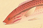 Bakufu Ono 1888-1976 - Great Japanese Fish Picture Collection - Seawife - artelino Art Auctions. Bakufu Ono 1888-1976 - Great Japanese Fish Picture Collection - Seawife