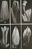 Sun Jiao born 1956 - Buds - artelino Art Auctions. Sun Jiao born 1956 - Buds