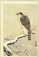 Hawk - By Koson Ohara