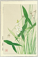 Shodo Kawarazaki 1889-1973 - Chinese Arrowroot - artelino Art Auctions. Shodo Kawarazaki 1889-1973 - Chinese Arrowroot