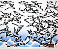 Hao Boyi born 1938 - Playing Birds