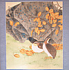 Unknown - Two Quails in Autumn - artelino Art Auctions. Unknown - Two Quails in Autumn