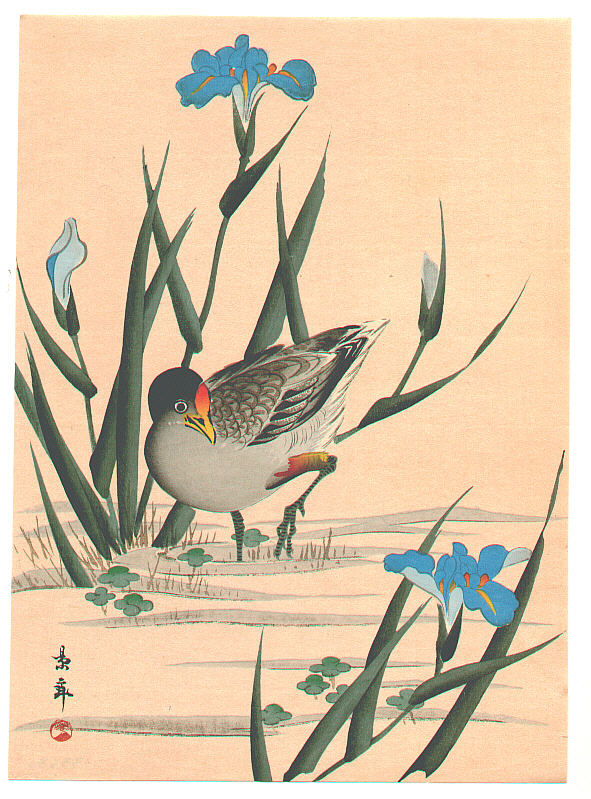 今尾景年: Bird among Blue Irises - Artelino - 浮世絵検索