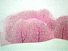 Hao Boyi born 1938 - Plum Blossom in March