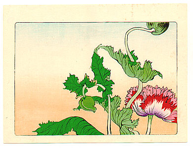 Zeshin Shibata 1807-1891 - Poppy  - Hana Kurabe