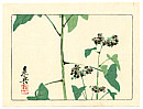 Zeshin Shibata 1807-1891 - Flowering Plant - Hana Kurabe - artelino Art Auctions. Zeshin Shibata 1807-1891 - Flowering Plant - Hana Kurabe