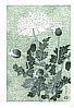 Benji Asada 1899-1984 - Poppy - artelino Art Auctions. Benji Asada 1899-1984 - Poppy