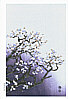 Eiichi Kotozuka 1906-1979 - Cherry Blossoms - artelino Art Auctions. Eiichi Kotozuka 1906-1979 - Cherry Blossoms