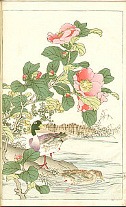 Bairei Kono 1844-1895 - Flowers and Birds Picture Album - Bairei Kacho Gafu, 25 oban sheets (e-hon)