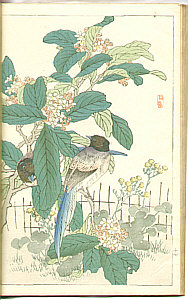 Bairei Kono 1844-1895 - Flowers and Birds Picture Album - Bairei Kacho Gafu, 25 oban sheets (e-hon)