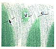 Hao Boyi born 1938 - Cold Summer of the Marsh